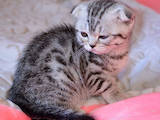 Кошки, котята Шотландская вислоухая, цена 1800 Грн., Фото