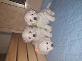 Собаки, щенки Бишон фрисе, цена 30000 Грн., Фото