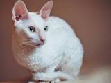 Кошки, котята Корниш-рекс, цена 19998 Грн., Фото