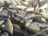 Рыбное хозяйство Рыба живая, мальки, цена 35 Грн., Фото