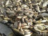 Рибне господарство Риба жива, мальки, ціна 35 Грн., Фото