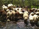 Животноводство,  Сельхоз животные Бараны, овцы, цена 35 Грн., Фото
