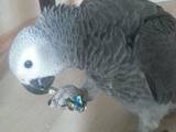 Папуги й птахи Папуги, ціна 2000 Грн., Фото