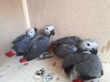 Попугаи и птицы Попугаи, цена 2000 Грн., Фото