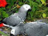 Папуги й птахи Папуги, ціна 2000 Грн., Фото