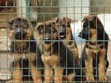 Собаки, щенки Немецкая овчарка, цена 10000 Грн., Фото