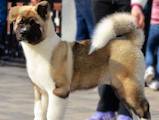 Собаки, щенята Американський акіта, ціна 60000 Грн., Фото