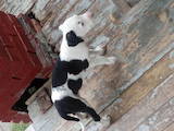 Собаки, щенята Американський бульдог, ціна 750 Грн., Фото