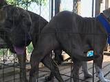 Собаки, щенята Американський бульдог, ціна 750 Грн., Фото