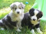 Собаки, щенки Бордерколли, цена 4500 Грн., Фото
