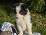 Собаки, щенята Бордерколлі, ціна 4500 Грн., Фото