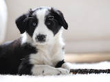 Собаки, щенята Бордерколлі, ціна 4500 Грн., Фото