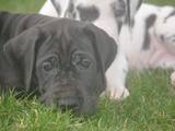 Собаки, щенки Немецкий дог, цена 5000 Грн., Фото