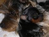 Собаки, щенята Йоркширський тер'єр, ціна 3000 Грн., Фото