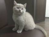 Кошки, котята Британская короткошерстная, цена 4500 Грн., Фото