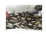 Рыбное хозяйство Рыба живая, мальки, цена 42 Грн., Фото