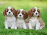 Собаки, щенята Кавалер-кинг-чарльз спаніель, Фото