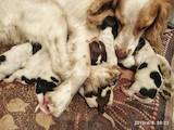 Собаки, щенки Русский спаниель, цена 1500 Грн., Фото