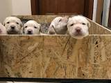 Собаки, щенки Лабрадор ретривер, цена 3000 Грн., Фото