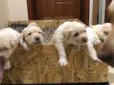 Собаки, щенки Лабрадор ретривер, цена 3000 Грн., Фото
