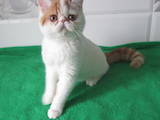 Кішки, кошенята Екзотична короткошерста, ціна 9900 Грн., Фото
