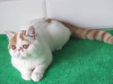 Кішки, кошенята Екзотична короткошерста, ціна 9900 Грн., Фото