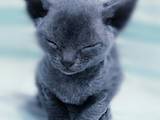 Кошки, котята Девон-рекс, цена 4500 Грн., Фото