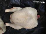 Продовольство М'ясо птиці, ціна 80 Грн./кг., Фото