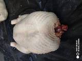 Продовольствие Мясо птицы, цена 80 Грн./кг., Фото