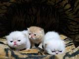 Кішки, кошенята Екзотична короткошерста, ціна 2500 Грн., Фото