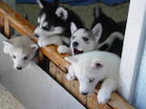 Собаки, щенята Сибірський хаськи, ціна 2500 Грн., Фото