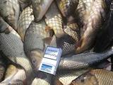 Рыбное хозяйство Рыба живая, мальки, цена 55 Грн., Фото