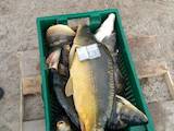 Рибне господарство Риба жива, мальки, ціна 48 Грн., Фото