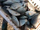 Рыбное хозяйство Рыба живая, мальки, цена 10 Грн., Фото