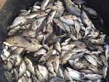 Рыбное хозяйство Рыба живая, мальки, цена 60 Грн., Фото