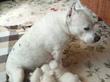 Собаки, щенята Американський стаффордширський тер'єр, ціна 2200 Грн., Фото
