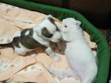 Собаки, щенята Американський стаффордширський тер'єр, ціна 2200 Грн., Фото