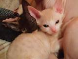 Кошки, котята Донской сфинкс, цена 1000 Грн., Фото