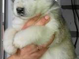 Собаки, щенята Аляска маламут, ціна 2000 Грн., Фото