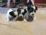 Собаки, щенки Померанский шпиц, цена 5000 Грн., Фото