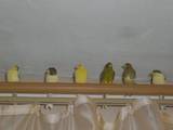 Папуги й птахи Канарки, ціна 200 Грн., Фото