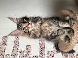 Кошки, котята Мэйн-кун, цена 15000 Грн., Фото