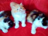 Кошки, котята Персидская, цена 10000 Грн., Фото