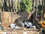 Тваринництво Кролівництво, ціна 200 Грн., Фото