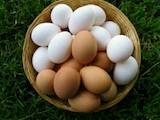 Продовольствие Яйца, цена 10.80 Грн., Фото