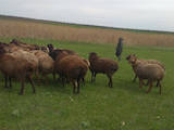 Животноводство,  Сельхоз животные Бараны, овцы, цена 1 Грн., Фото