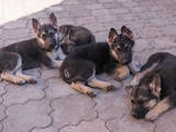 Собаки, щенки Восточно-Европейская овчарка, цена 10000 Грн., Фото