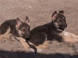 Собаки, щенки Восточно-Европейская овчарка, цена 10000 Грн., Фото