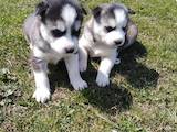 Собаки, щенки Сибирский хаски, цена 2500 Грн., Фото