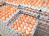 Продовольство Яйця, ціна 11 Грн., Фото